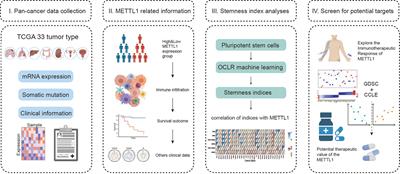 A Comprehensive Analysis of METTL1 to Immunity and Stemness in Pan-Cancer